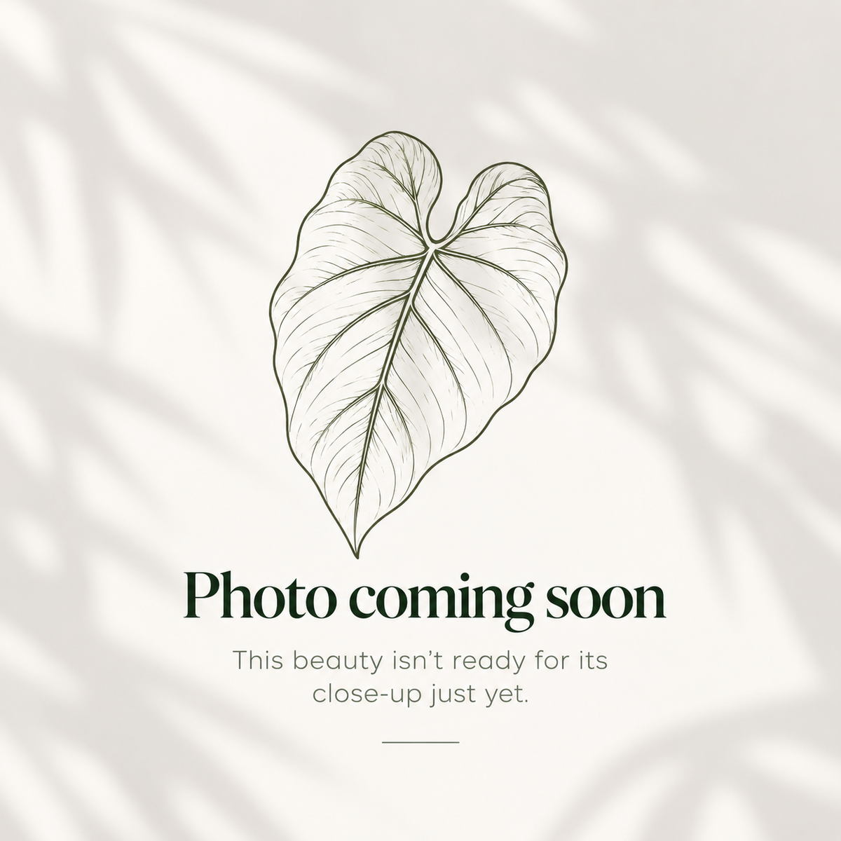 Test Alocasia #1